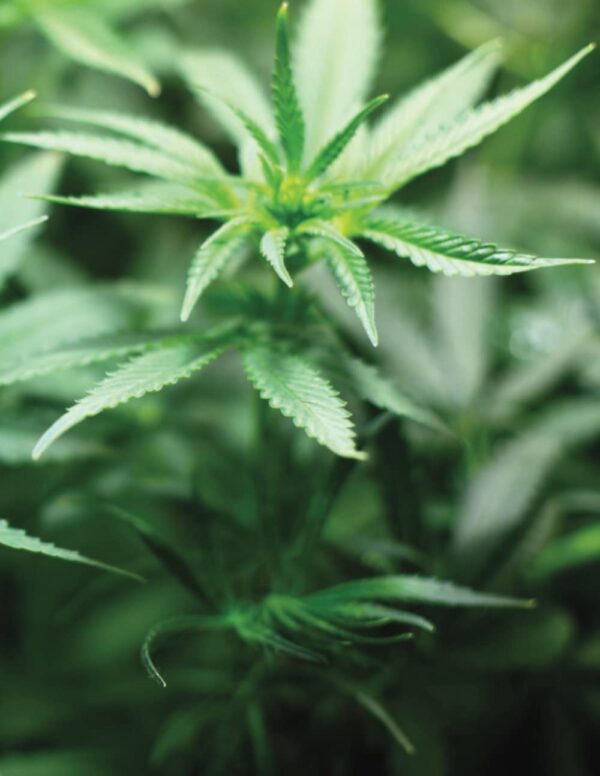 Marijuana Growers Journal: Marijuana Strain Journal